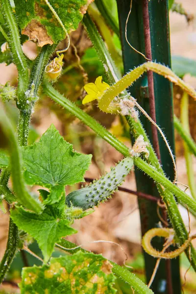 stock image Image of Tiny prickly ingredient plant, fresh on the vine in garden