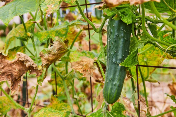 Image of Small, fresh ingredient zucchini or cucumber on vine through garden fence