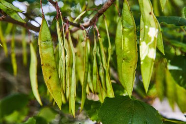 İnce yeşil helikopter ağacı tohumları daldan sarkan bezelye bitkisi gibi