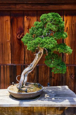 Minyatür bonsai ağacının, lekeli ahşap çitlere karşı görüntüsü, Merritt Gölü 'ndeki bahçeler.