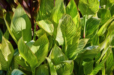Koyu arkaplan ve sarı damarlı yeşil yapraklardan oluşan bitki duvarı görüntüsü