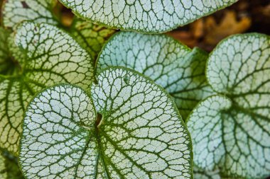 Gümüş ve yeşil Jack Frost 'un görüntüsü, Heartleaf Plant, arka plandaki varlığı kapatıyor