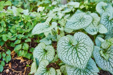 Gümüş ve yeşil Kalpli Bitki, Jack Frost 'un görüntüsü, ormandaki yapraklar, arka plandaki bahçe varlığı
