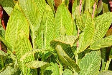 Sarı çizgileri olan, parlak yeşil bitki yapraklarından oluşan bir duvar resmi, parlak ve güneşli arka plan varlığı