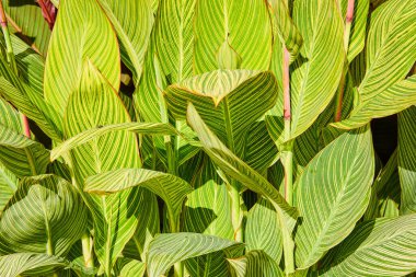 Sarı çizgili, parlak yeşil bitki yapraklarından oluşan bir duvar resmi.