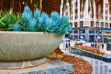 Arka planda renkli laleler ve San Francisco, CA turist kalabalığıyla mavi sulu bitki görüntüsü