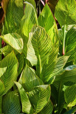 Güneşli, uzun yeşil yapraklı, sarı damarlı ve koyu arkaplan varlıklı bitki duvarı görüntüsü