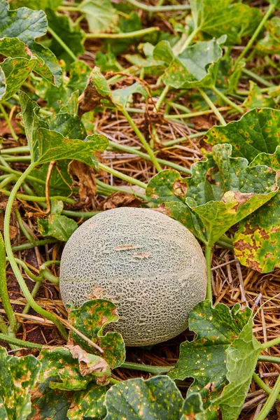 Image of Cantaloupe melon on ground as farm to table ingredient of fresh fruit