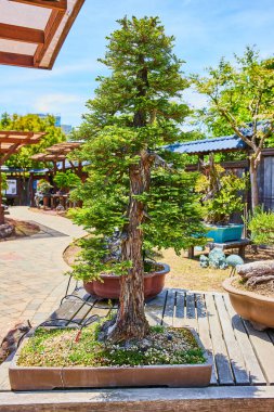 Merritt Gölü 'ndeki Gardens' ın saksısında gururla duran minyatür sekoya benzeyen bonsai ağacı.