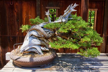 Windswept bonsai ağacı görüntüsü yatay biçimde bükülmüş, masa üzerinde, pencereli ahşap çit