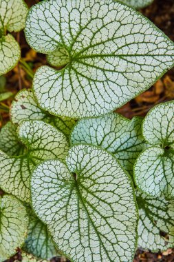 Gümüş ve yeşil Jack Frost 'un görüntüsü, Heartleaf Plant, arka plandaki orman zemininden ayrılıyor.