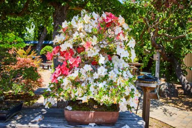 Bahçedeki bankta pedallar tarafından saklanmış küçük bonsai ağaçlarını dolduran muhteşem pembe ve beyaz çiçeklerin görüntüsü