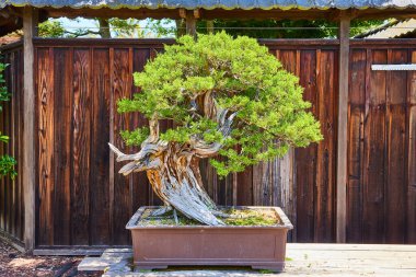 Yaşlı bonsai ağacının görüntüsü kil çömlek içinde cennete meydan okumak için yukarı doğru kıvrılan bir karakter gibi.