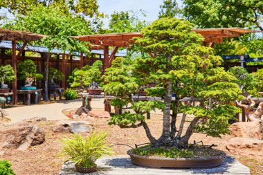 Japon bahçesindeki küçük bir fidanlıkta beş ayrı ağaç gövdesi olan tek bir bonsai ağacı.