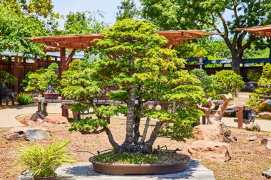 Merritt Gölü 'ndeki Japon bahçesinde beş ayrı ağaç gövdesiyle tek bonsai ağacı görüntüsü.