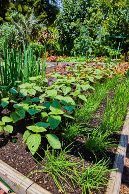 Bahçe geçmişi olan Merritt Gölü Parkı 'ndaki küçük toprak ekicide sürdürülebilir tarım görüntüsü
