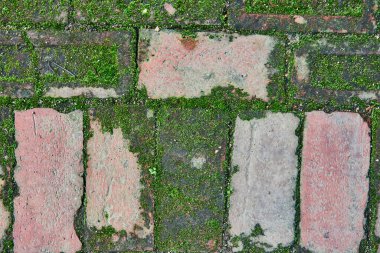 Doğa görüntüsü yerdeki tuğlaları yosun, liken ve duvarın arka plan varlığıyla kaplıyor