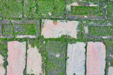 Yerdeki tuğlaları kapatan Moss 'un resmi, kirli ve temiz yamalar, arkaplan varlığı, doğa