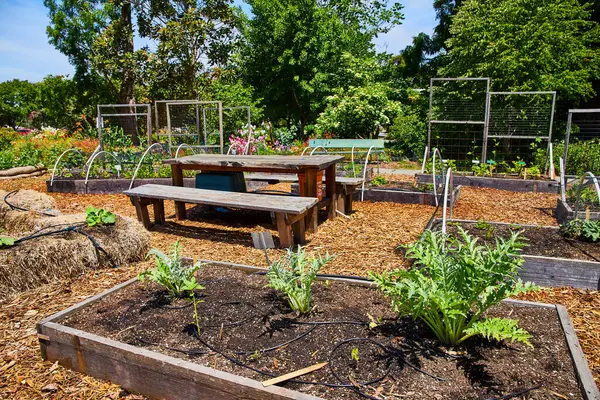 Image of Ground planters in sunny community crops with park bench at the Gardens at Lake Merritt