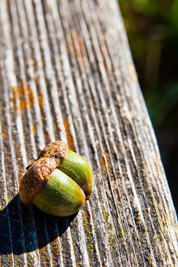 Empire, Michigan 'da yıpranmış ahşap bir yüzey üzerinde dinlenmiş canlı yeşil bir palamut. Sonbaharın özünü yakalayan bu organik bileşim, meşe palamutlarının sert dokusunu...
