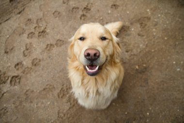 Golden Retriever with a Contented Smile: Bir dost canlısı ve davetkar golden retriever kameraya sıcak gözlerle ve neşeli bir ifadeyle bakıyor, insanlar ve sadık hayvanları arasındaki bağı gösteriyor