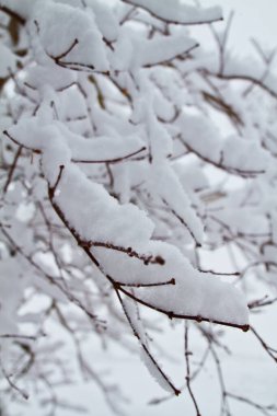 Winters Tranquil Sarılması: Fort Wayne, Indiana 'da karla kaplı dallar, beyaz gökyüzüne karşı karmaşık bir şablon oluşturur, karlı bir kış gününün huzurlu güzelliğini yakalar..