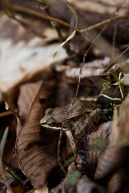 Noktalı Kurbağa Sonbahar Ormanında Kamuflaj Etti, Allegan, Michigan