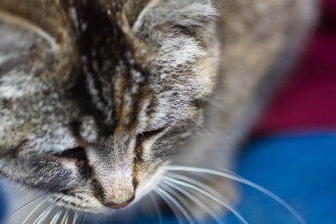 Sakin, evcil bir kedinin yakın çekimi. Karmaşık kürk desenleri, narin bıyıklar ve büyüleyici bir bakış..