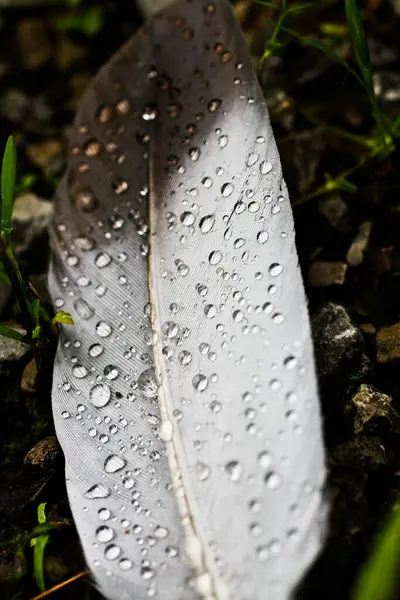Capturing Delicate Beauty Nature Close Shot Showcases Single Gray Feather — Stock Photo, Image