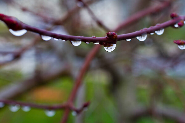 Freshness and tranquility meet as water droplets glisten on a budding branch in Fort Wayne, Indiana. A serene reminder of natures delicate beauty.