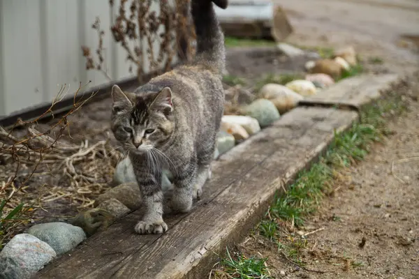Nyfiken Tabby Cat Explores Serene Garden Inställning Michigan — Stockfoto