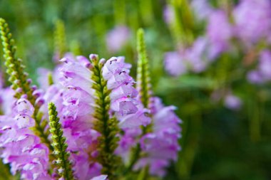 İtaatkar bitki Physostegia 'nın canlı mor çiçekleri huzurlu bir bahçe ortamında. Hassas taç yaprakları ile yakın çekim, karmaşık desenler sergiliyor. Fort Wayne, Indiana.