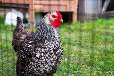 Vibrant and Majestic: Striking black and white checkered chicken with a radiant red comb and wattle stands against a backdrop of green grass and a wooden coop. Capturing the essence of rural life. clipart