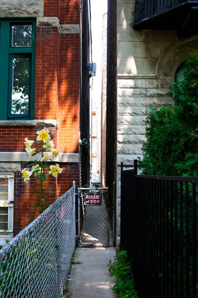 Tranquil Urban Alleyway Chicago Seguridad Residencial Une Naturaleza Urbana Esta —  Fotos de Stock