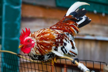 Canlı horoz kırsal bir ortamda tel bir çite tünemiş çarpıcı tüylerini ve renklerini sergiliyordu. Gatlinburg, Tennessee 'de uyanmayı ve doğal güzelliği sembolize eden büyüleyici bir görüntü..