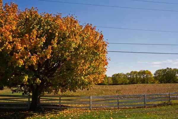 Vilkas Syksyn Värit Rauhallisella Maaseudulla Auburn Indiana Puu Vihreät Keltaiset — kuvapankkivalokuva
