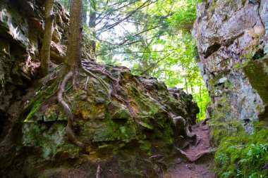 Fitzgerald County Park, Lansing, Michigan 'da canlı bir orman sahnesi. Karmaşık kökleri olan esnek bir ağaç kayalık arazinin üstesinden gelir. Sıcak, benekli güneş ışığının tadını çıkarır. Huzurlu ve