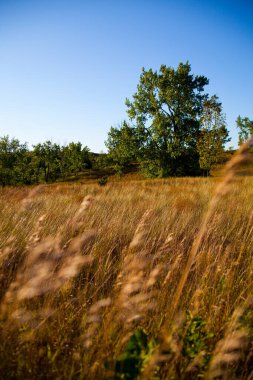 Empire, Michigan 'da sakin bir yaz akşamıydı: Görkemli yeşil bir ağaç, sıcak güneş ışığı altında, sakin mavi bir gökyüzüne karşı, altın çimenlerin arasında duruyordu..
