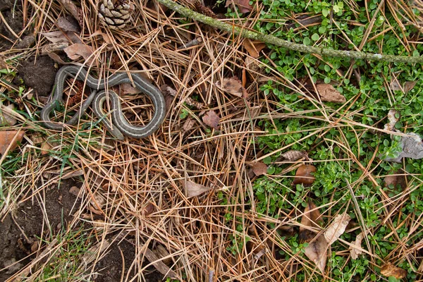 Forest Floor Serpent: A master of camouflage, this elegant snake blends seamlessly into its natural habitat, showcasing natures camouflage at work in a temperate woodland setting.