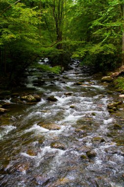 Gatlinburg, Tennessee 'de dingin bir doğa senfonisi yaratan canlı bir akarsu taşların üzerinde dalgalanırken kendinizi yemyeşil bir ormanın dinginliğine daldırın..