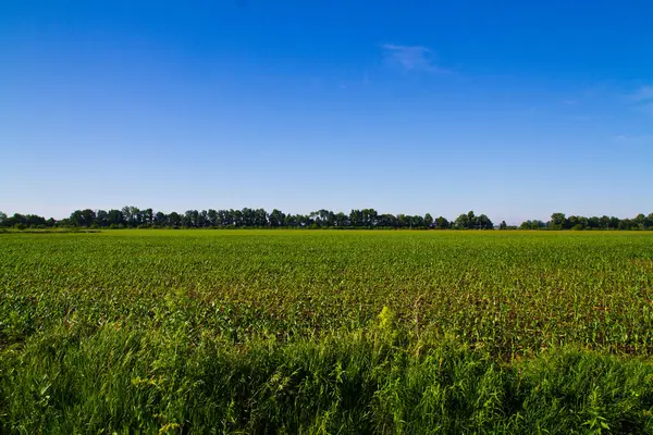 Vibrant Rural Farmland Fort Wayne Indiana Picturesque Scene Lush Green — Stock Photo, Image