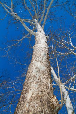 Fort Wayne, Indiana 'da canlı mavi gökyüzüne karşı muhteşem, yapraksız bir ağaç manzarası. Dalların karmaşık desenleri ağaçların dayanıklılığını ve dayanıklılığını gösteriyor.