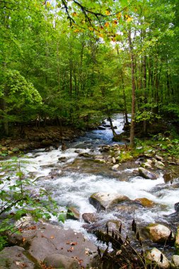 Gatlinburg, Tennessee 'deki canlı ormandan akan sakin ormanlık deresi. Serinletici su, yemyeşil yeşillik ve doğa severler için doğal dinginlik..