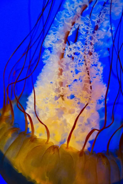 Mesmerizing golden jellyfish gracefully dances in the depths of an oceanic environment, showcasing vibrant tentacles and delicate oral arms. A serene and ethereal capture of marine life in Tennessees
