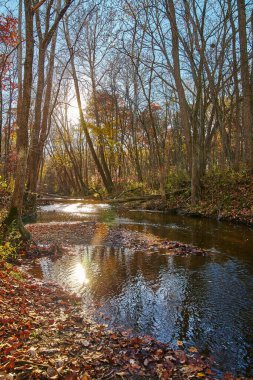 Dalgalı nehri olan sakin bir sonbahar ormanı, canlı düşen yapraklar ve altın güneş ışığı sergiliyor. Fort Wayne, Indiana 'da sakin doğa sahnesi.
