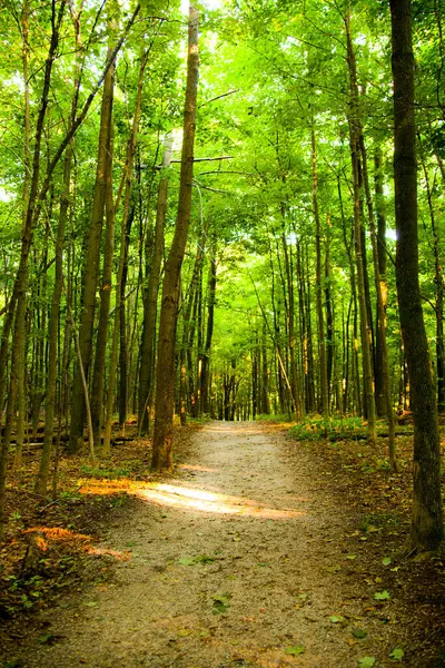 Escape Para Beleza Encantadora Império Michigans Caminho Florestal Sereno Envolto — Fotografia de Stock