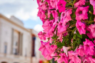 Elkhart, Indiana 'da şehir merkezindeki klasik bir cepheye karşı çiçek açan pembe petunyalar, şehir sükunetini ve şehir bahçesinin gündüz güzelliğini gösteriyor..