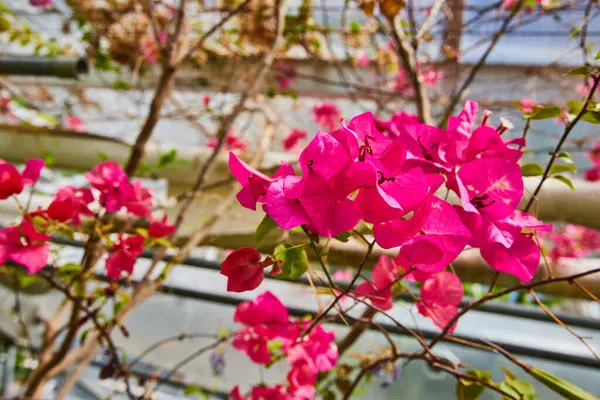 Blooming Pink Bougainvillea Flowers Muncie Indiana City Conservatory Encapsulating Urban — Stock Photo, Image