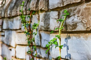 İndiana, Elkharts Botanik Bahçeleri 'nde dokulu taş bir duvara tırmanan dirençli sarmaşık, kentsel alanlardaki büyümeyi ve doğal güzelliği simgeliyor..