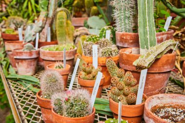 2023 'te Muncie, Indiana' da iyi korunan bir serada kaktüs ve sulu tencereler.